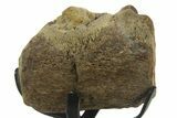 Fossil Mosasaur Jaw Section with Metal Stand - Texas #377839-2